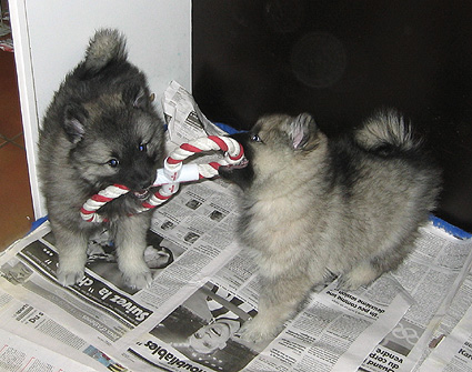 Bonny & Donatus